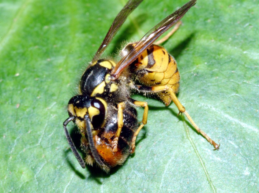 Polistes gallicus